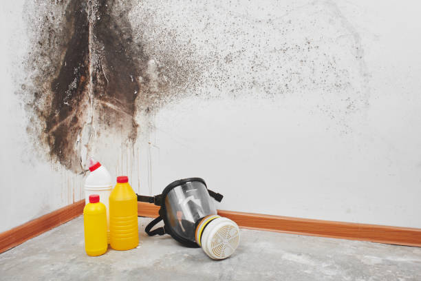 Best HVAC Mold Remediation in Springville, UT