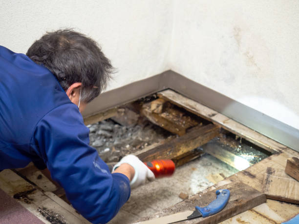 Best Mold Remediation for Specific Building Types in Springville, UT