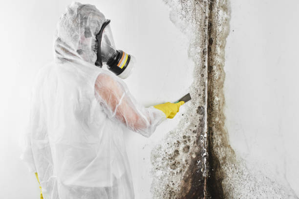 Best Black Mold Remediation in Springville, UT