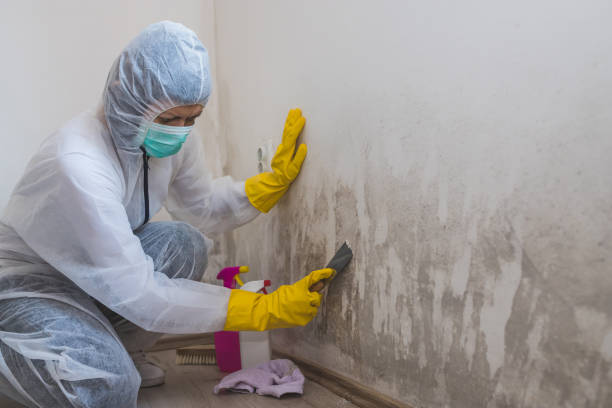 Best Insurance-Related Mold Remediation in Springville, UT