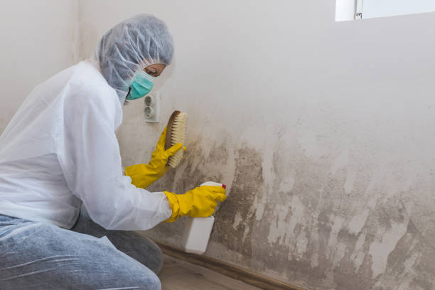 Best HVAC Mold Remediation in Springville, UT