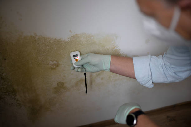 Best Post-Flood Mold Remediation in Springville, UT