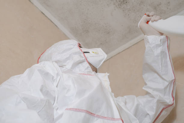 Best Bathroom Mold Remediation in Springville, UT