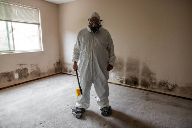 Best White Mold Remediation in Springville, UT