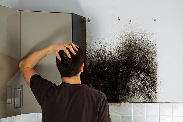 Best Emergency Mold Remediation in Springville, UT