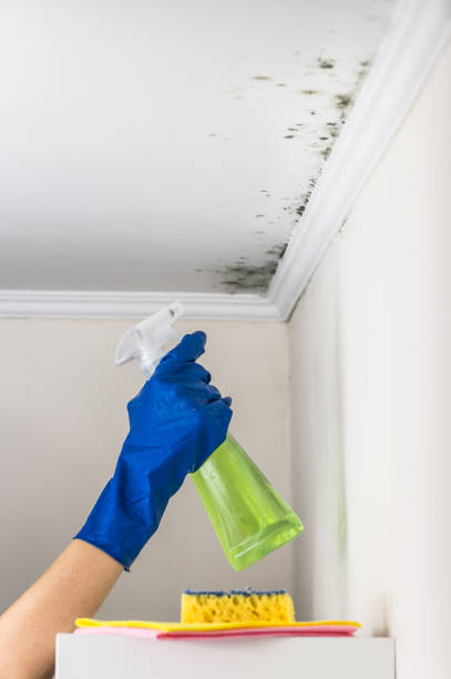 Best DIY Mold Remediation Support Services in Springville, UT